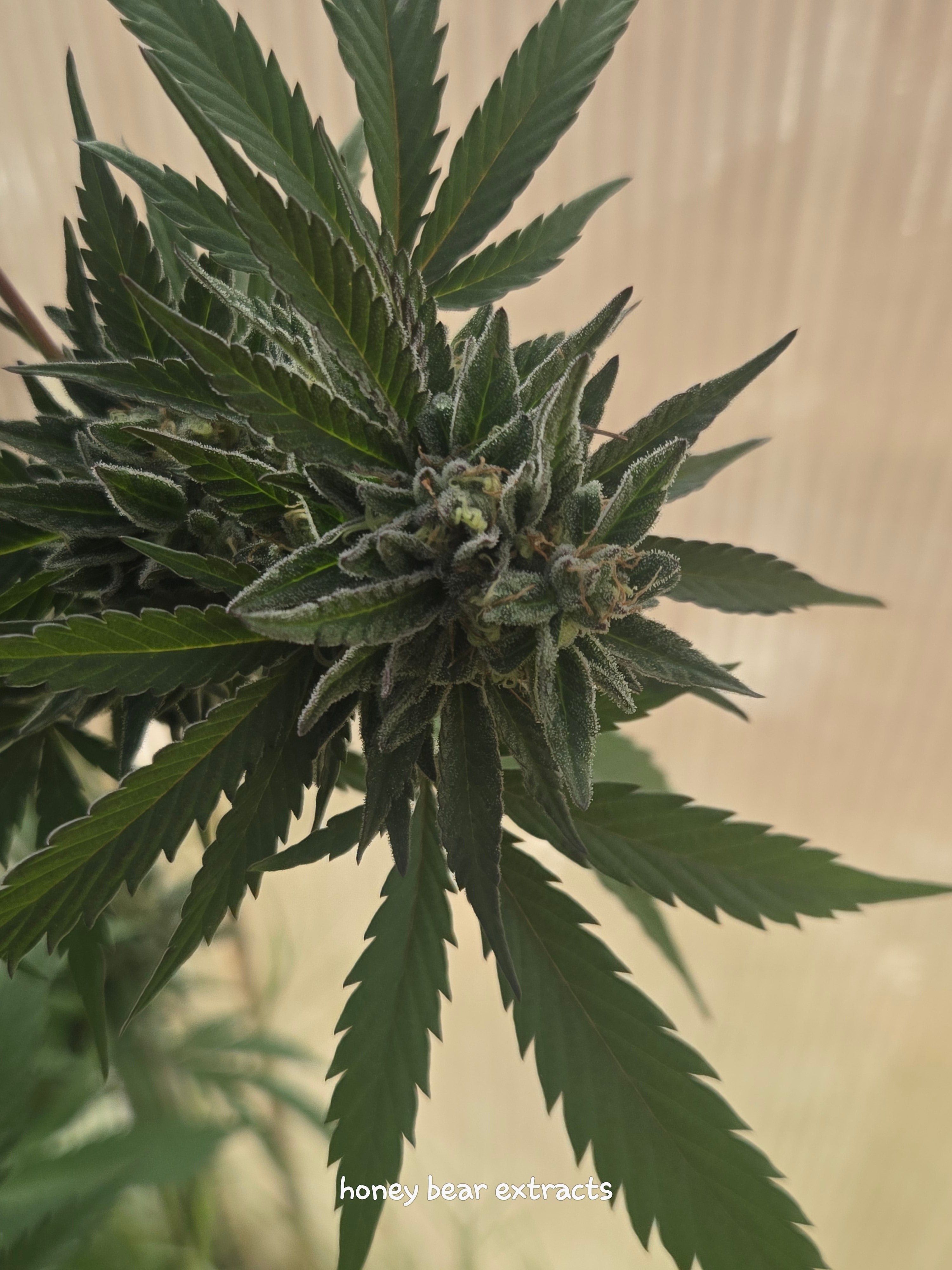 Close-up of a cannabis plant with a blurred background