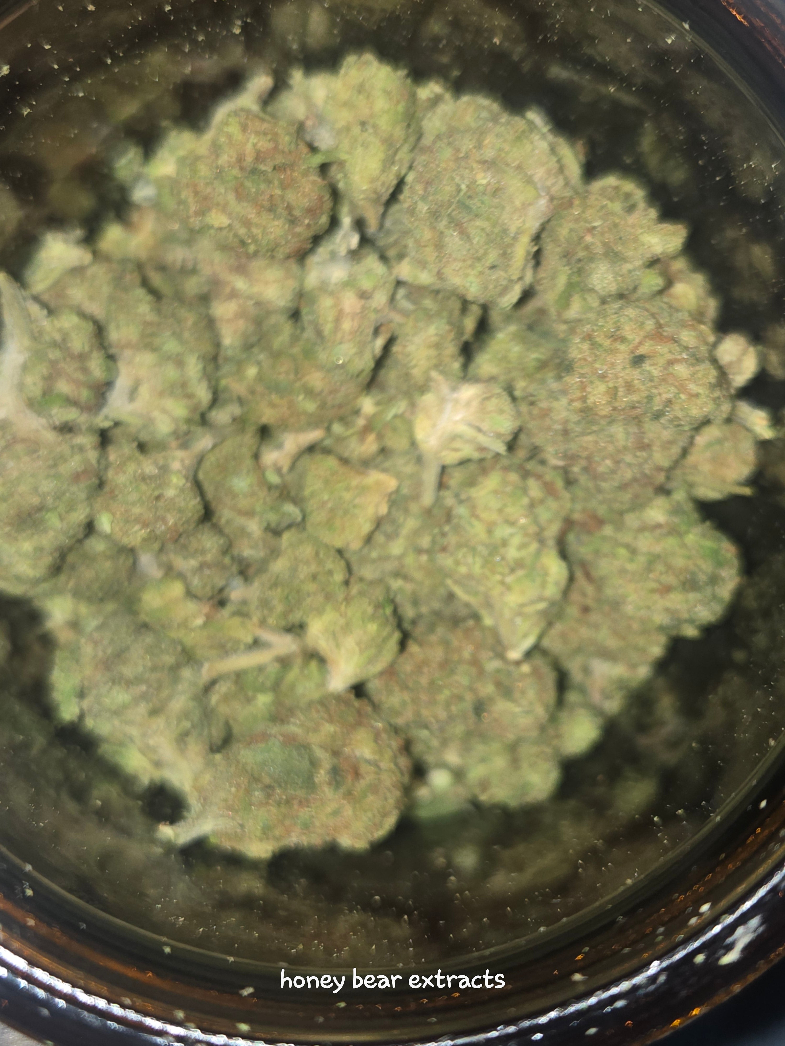 Close-up of green cannabis buds in a container with 'honey bear extracts' branding.